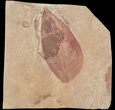 Fossil Leaf (Polyptera) - Montana #53285-1